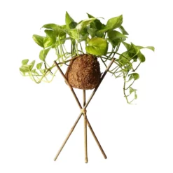 Fast Growing Trees Kokedama Golden Pothos Plant See All House & Patio