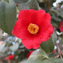 Fast Growing Trees Korean Fire Camellia Shrub