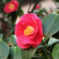 Fast Growing Trees Korean Fire Camellia Shrub