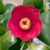 Fast Growing Trees Korean Fire Camellia Shrub 2 Fast Growing Trees Korean Fire Camellia Shrub