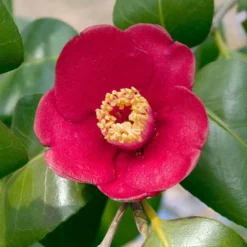 Fast Growing Trees Korean Fire Camellia Shrub