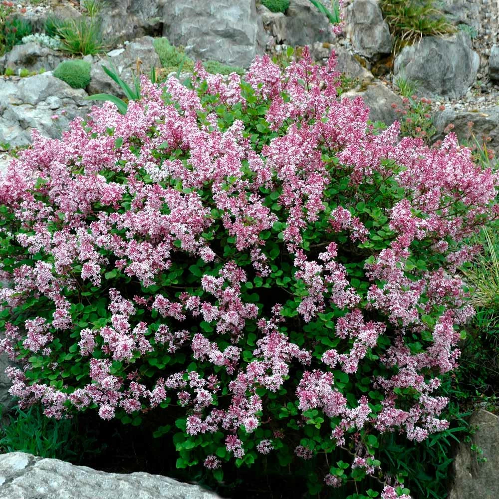 Fast Growing Trees Dwarf Korean Lilac Shrub See All Flowering Trees 4 Fast Growing Trees Dwarf Korean Lilac Shrub See All Flowering Trees
