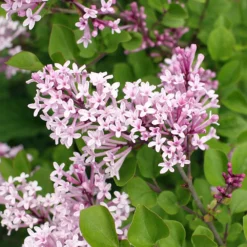 Fast Growing Trees Dwarf Korean Lilac Shrub See All Flowering Trees 7 Fast Growing Trees Dwarf Korean Lilac Shrub See All Flowering Trees