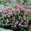 Fast Growing Trees Dwarf Korean Lilac Shrub See All Flowering Trees