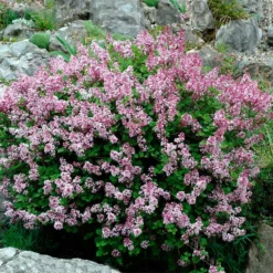 Fast Growing Trees Dwarf Korean Lilac Shrub See All Flowering Trees