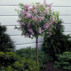 Fast Growing Trees Korean Lilac Tree Lilac Trees