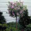 Fast Growing Trees Korean Lilac Tree Lilac Trees 2 Fast Growing Trees Korean Lilac Tree Lilac Trees