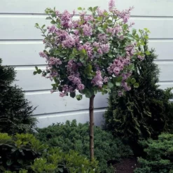 Fast Growing Trees Korean Lilac Tree Lilac Trees