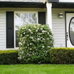 Fast Growing Trees Korean Spice Viburnum Shrub