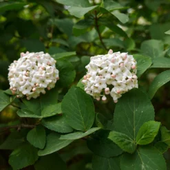 Fast Growing Trees Korean Spice Viburnum Shrub