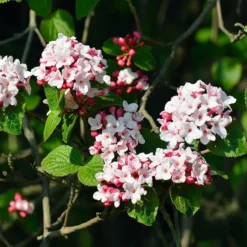 Fast Growing Trees Korean Spice Viburnum Shrub