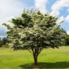 Fast Growing Trees Dogwood Trees White Kousa Dogwood 1 Fast Growing Trees Dogwood Trees White Kousa Dogwood