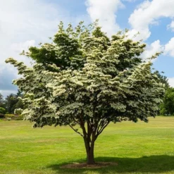 Fast Growing Trees Dogwood Trees White Kousa Dogwood