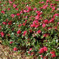 Fast Growing Trees Camellia Shrubs Kramers Camellia Shrub 9 Fast Growing Trees Camellia Shrubs Kramers Camellia Shrub