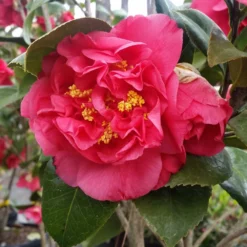 Fast Growing Trees Camellia Shrubs Kramers Camellia Shrub