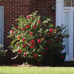 Fast Growing Trees Camellia Shrubs Kramers Camellia Shrub 8 Fast Growing Trees Camellia Shrubs Kramers Camellia Shrub
