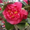 Fast Growing Trees Camellia Shrubs Kramers Camellia Shrub 1 Fast Growing Trees Camellia Shrubs Kramers Camellia Shrub