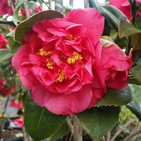 Fast Growing Trees Camellia Shrubs Kramers Camellia Shrub 3 Fast Growing Trees Camellia Shrubs Kramers Camellia Shrub