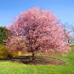 Fast Growing Trees Cherry Blossom Trees Kwanzan Cherry Tree