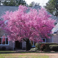 Fast Growing Trees Cherry Blossom Trees Kwanzan Cherry Tree