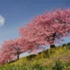 Fast Growing Trees Cherry Blossom Trees Kwanzan Cherry Tree