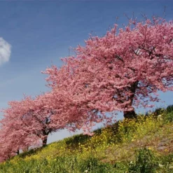 Fast Growing Trees Cherry Blossom Trees Kwanzan Cherry Tree