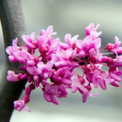 Fast Growing Trees Lavender Twist® Weeping Redbud Tree
