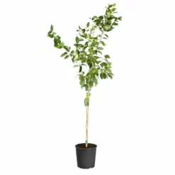 Fast Growing Trees Meyer Lemon Tree