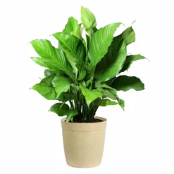Fast Growing Trees Peace Lily Plant Air Purifying House Plants
