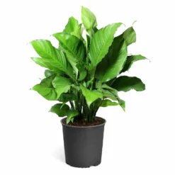 Fast Growing Trees Peace Lily Plant Air Purifying House Plants