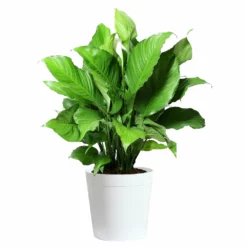 Fast Growing Trees Peace Lily Plant Air Purifying House Plants