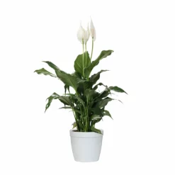 Fast Growing Trees Peace Lily Plant Air Purifying House Plants