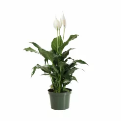 Fast Growing Trees Peace Lily Plant Air Purifying House Plants