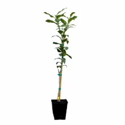 Fast Growing Trees Citrus Trees Key Lime Tree 17 Fast Growing Trees Citrus Trees Key Lime Tree