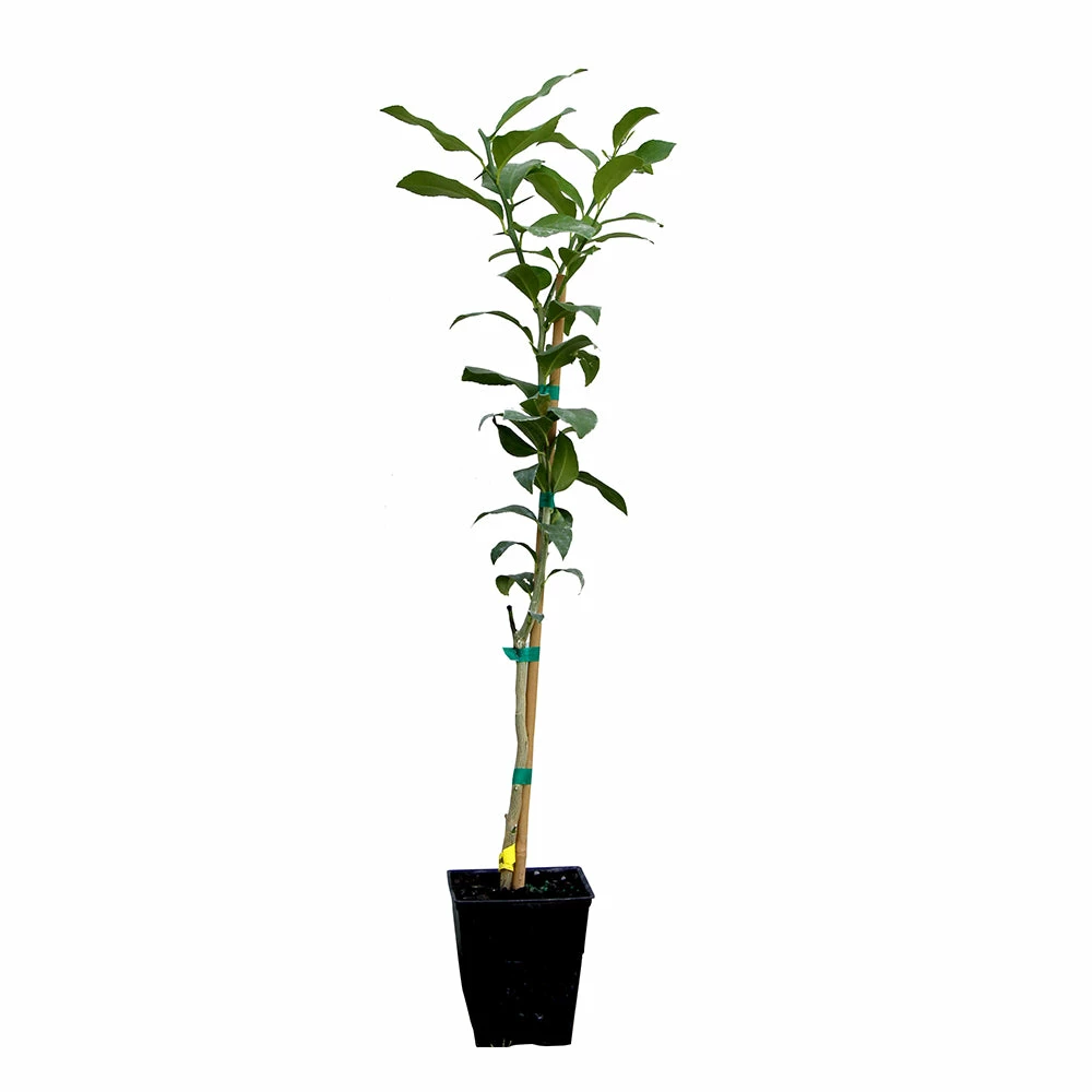 Fast Growing Trees Citrus Trees Key Lime Tree 10 Fast Growing Trees Citrus Trees Key Lime Tree