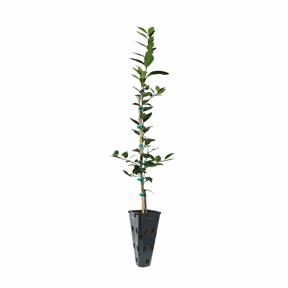 Fast Growing Trees Citrus Trees Key Lime Tree 8 Fast Growing Trees Citrus Trees Key Lime Tree