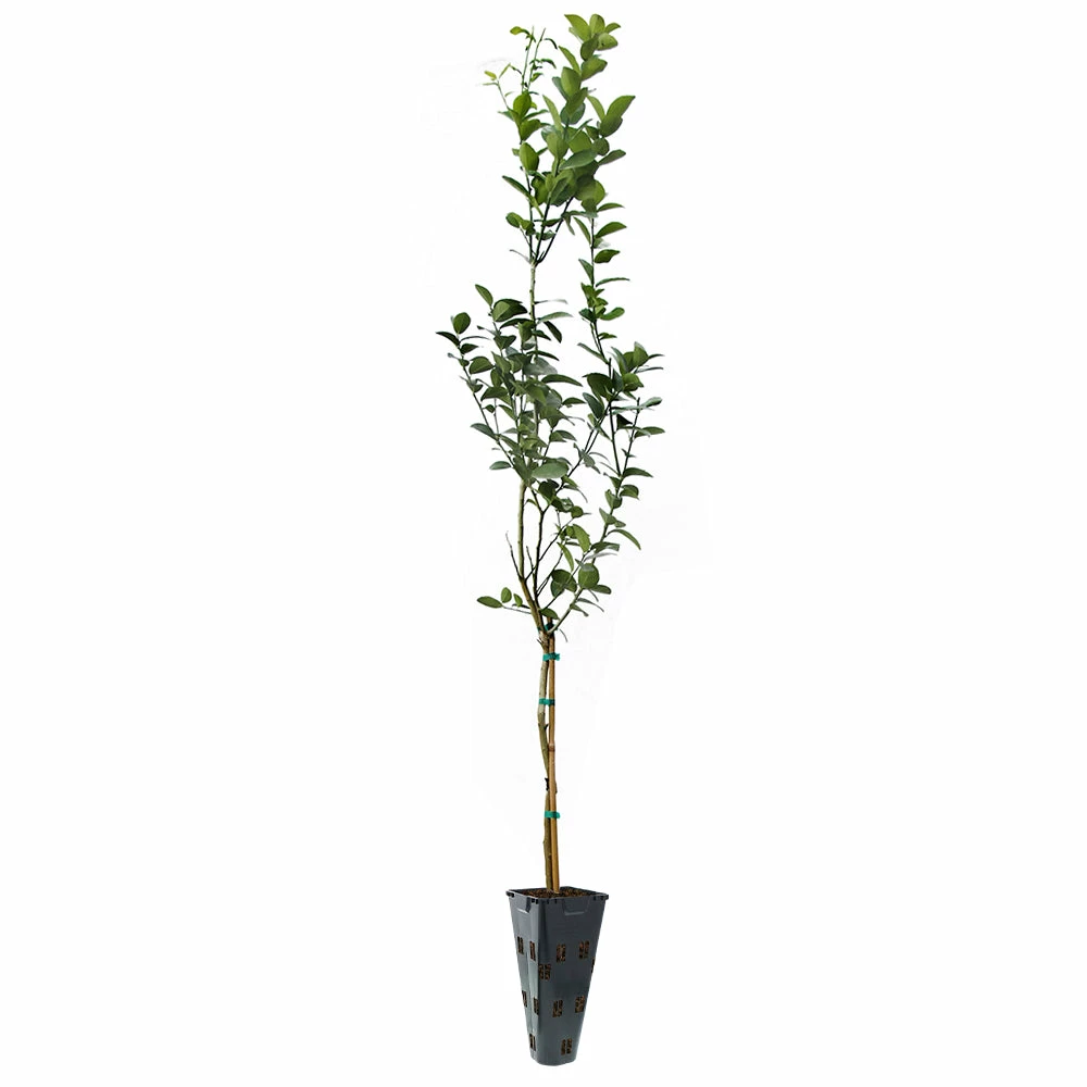 Fast Growing Trees Citrus Trees Key Lime Tree 9 Fast Growing Trees Citrus Trees Key Lime Tree