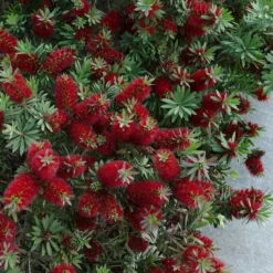 Fast Growing Trees Little John Dwarf Bottlebrush See All Shrubs & Hedges