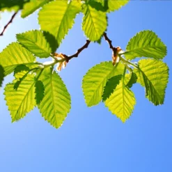 Fast Growing Trees Lacebark Chinese Elm Tree Elm Trees