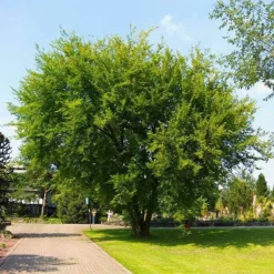 Fast Growing Trees Lacebark Chinese Elm Tree Elm Trees