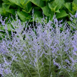 Fast Growing Trees Lacey Blue Russian Sage See All Shrubs & Hedges