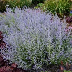 Fast Growing Trees Lacey Blue Russian Sage See All Shrubs & Hedges