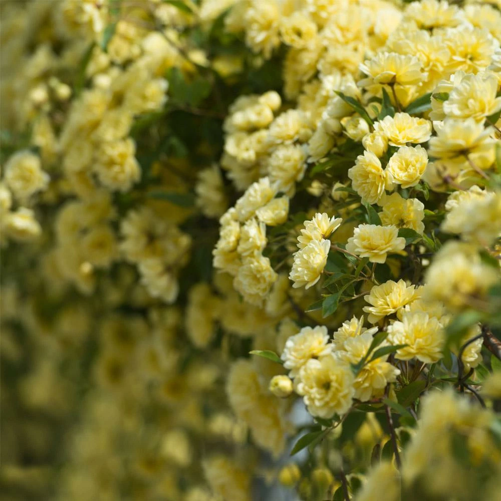 Fast Growing Trees Lady Banks Climbing Rose 4 Fast Growing Trees Lady Banks Climbing Rose