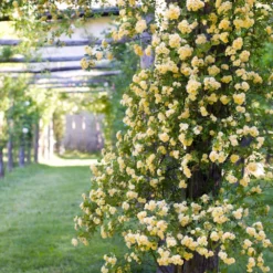 Fast Growing Trees Lady Banks Climbing Rose 9 Fast Growing Trees Lady Banks Climbing Rose