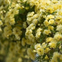 Fast Growing Trees Lady Banks Climbing Rose