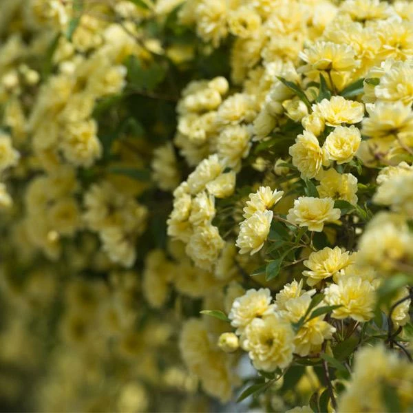 Fast Growing Trees Lady Banks Climbing Rose 3 Fast Growing Trees Lady Banks Climbing Rose