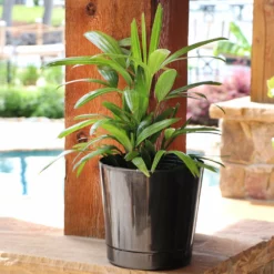 Fast Growing Trees Lady Palm Tree 18 Fast Growing Trees Lady Palm Tree