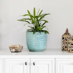 Fast Growing Trees Lady Palm Tree 17 Fast Growing Trees Lady Palm Tree