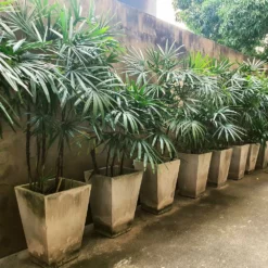 Fast Growing Trees Lady Palm Tree 15 Fast Growing Trees Lady Palm Tree