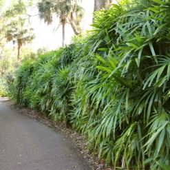 Fast Growing Trees Lady Palm Tree 16 Fast Growing Trees Lady Palm Tree